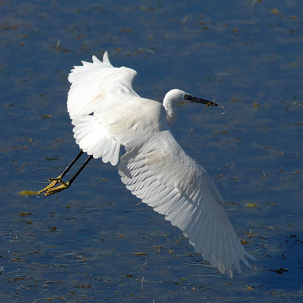 Silkkihaikara, Little Egret, Egretta garzetta